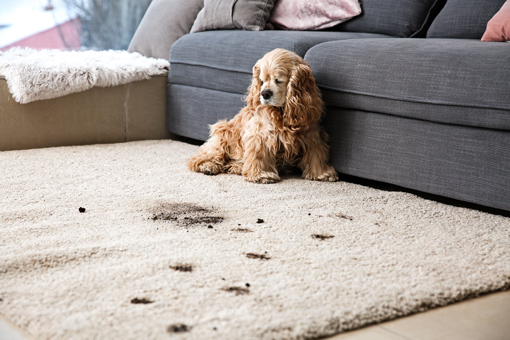 dog sitting next to muddy paw prints on living room rug